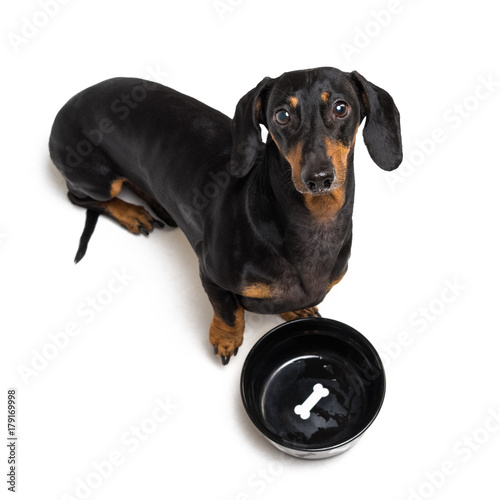 top view on hungry dog dachshund  black and tan  waiting and looks up to have his bowl filled food isolated on white background
