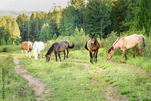 Horses grazing on the green meadow. Altai Republic. Russia