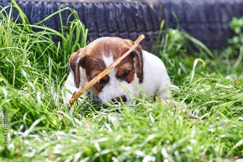 Szczeniak jack russell terrier bawi si   w ogrodzie.