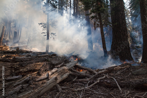 Fototapeta Naklejka Na Ścianę i Meble -  Management fire in Yosemite National Park - Rangers have set a small-scale, controlled fire in a forest in Tuolumne Meadows, Yosemite National Park, to prevent wildfires from spreading.