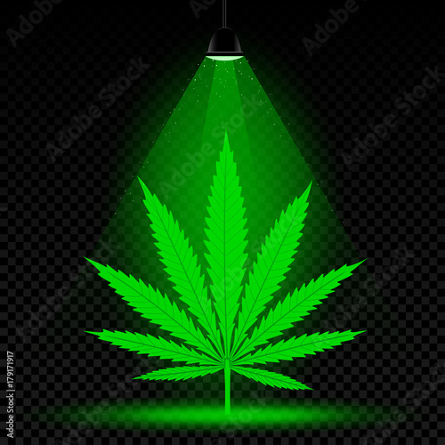hemp leaf lamp light
