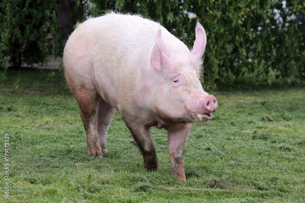 Beautiful young female sow runs across on pasture summertime Beautiful young female sow runs across on pasture summertime