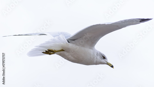 Seagull flying away with sky in background
