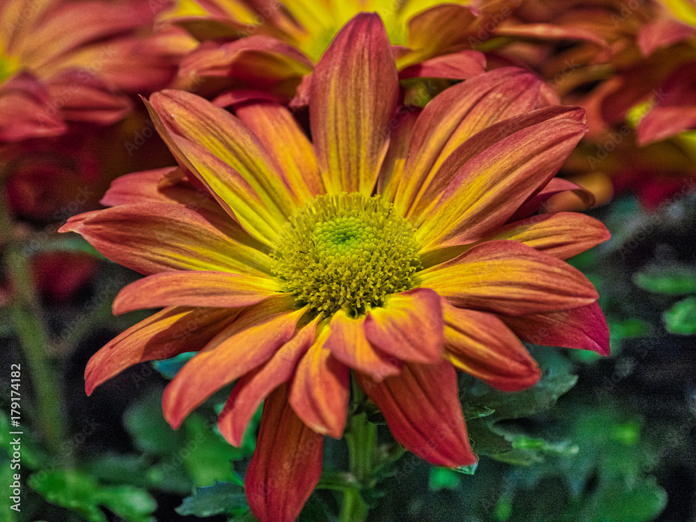 Flower Flower