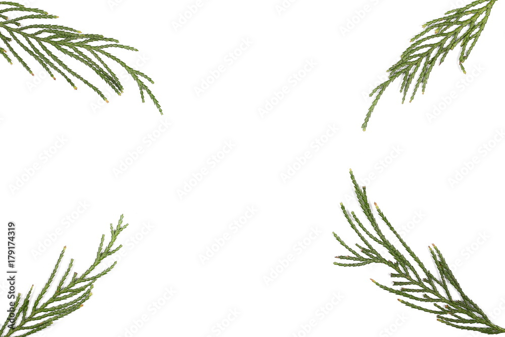 Fototapeta premium Pine branch isolated on white background, top view