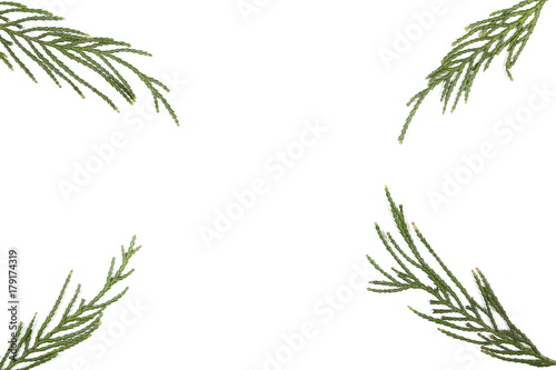 Pine branch isolated on white background  top view