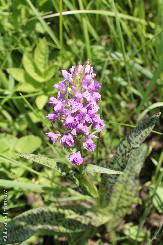 Flowering Dactylorhiza baltica, Baltisches Knabenkraut in the natural habitat Flowering Dactylorhiza baltica, Baltisches Knabenkraut in the natural habitat
