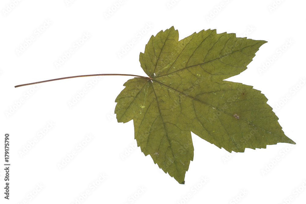 Fototapeta premium One autumn maple leaf isolated on whit