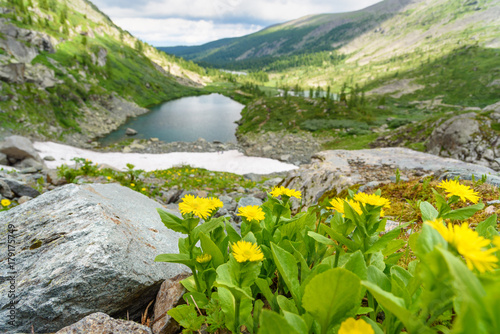 Doronicum altaicum flowers. Altai Republic. Russia photo