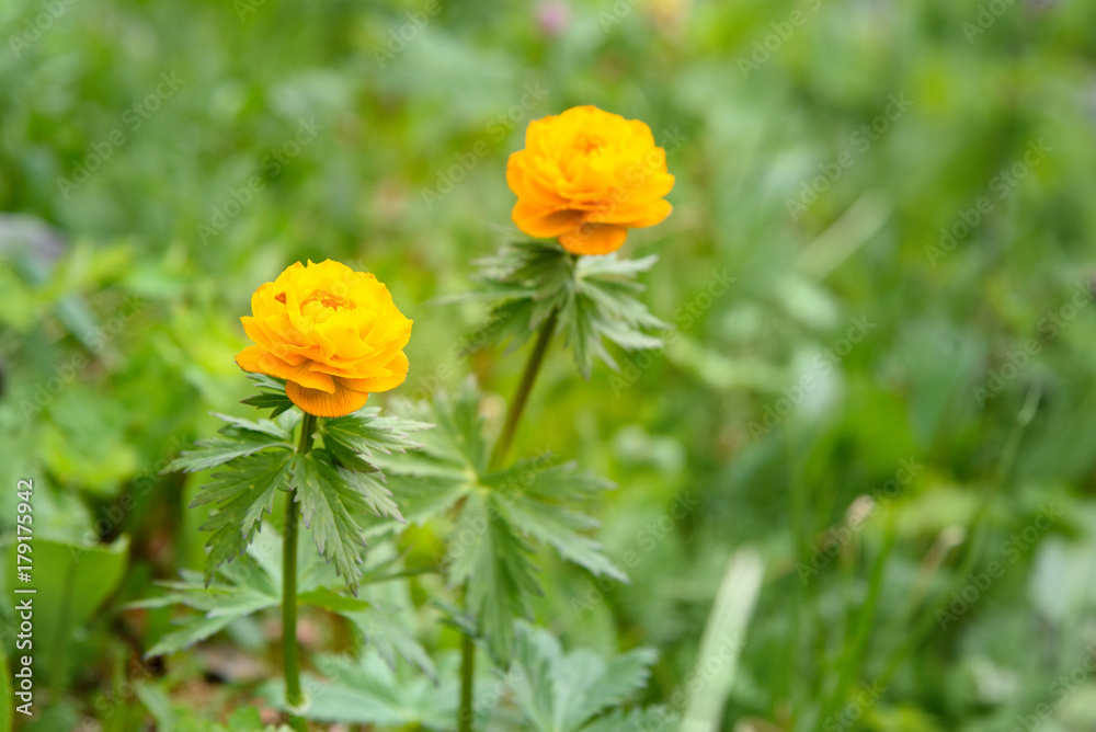 Trollius asiaticus flowers. Altai Republic. Russia Trollius asiaticus flowers. Altai Republic. Russia