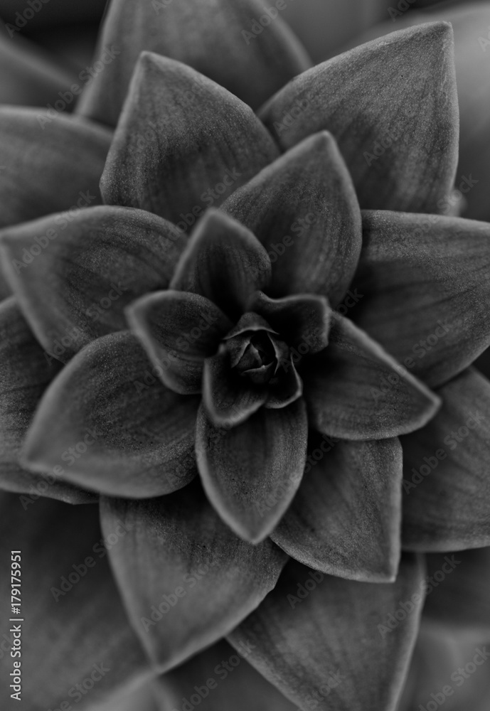 Monochrome Flower Monochrome Flower