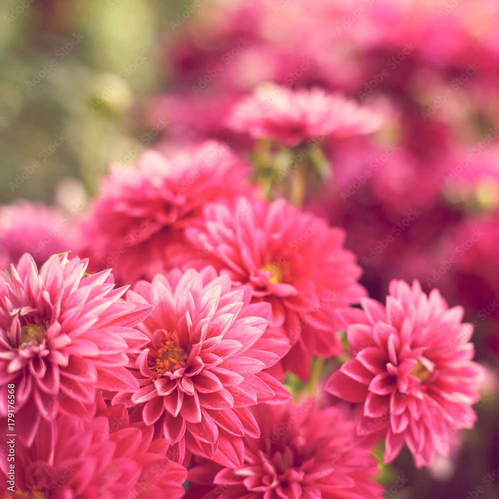 Soft pink dahlias Soft pink dahlias