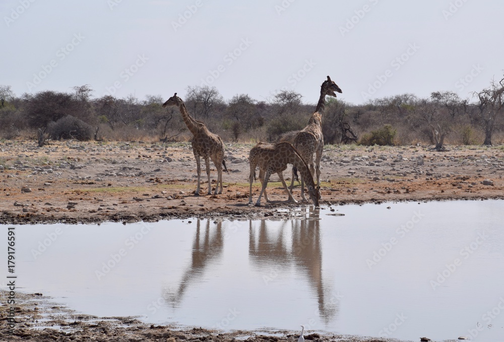 Fototapeta premium Giraffen am Wasserloch