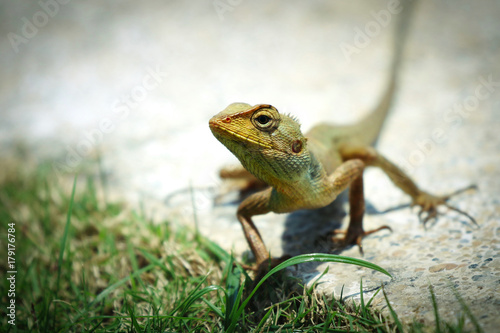 Small Lizard of Vietnam