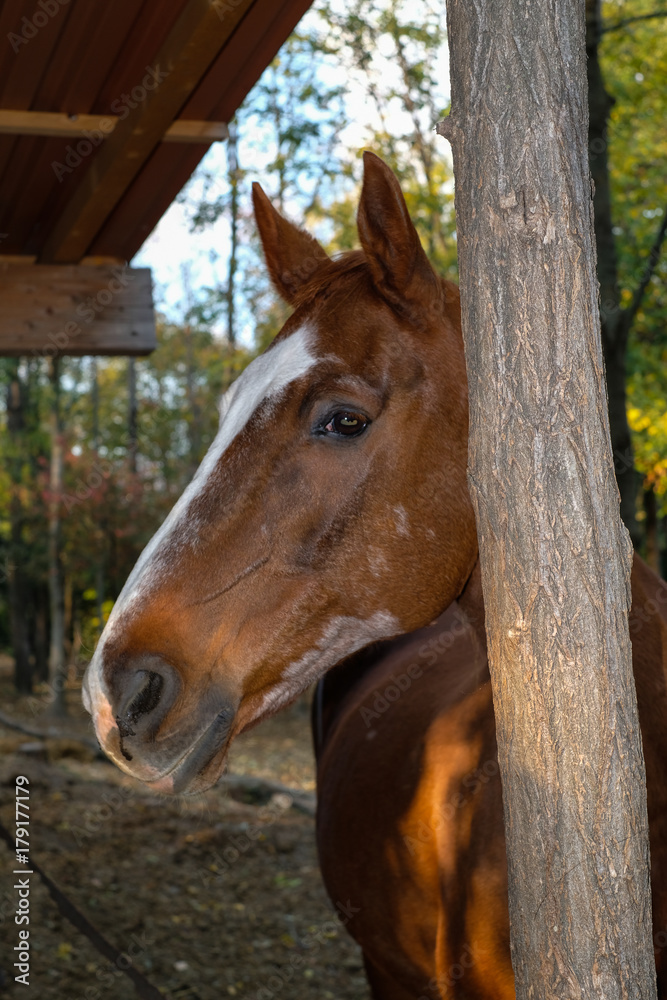 Fototapeta premium Cavallo al prato