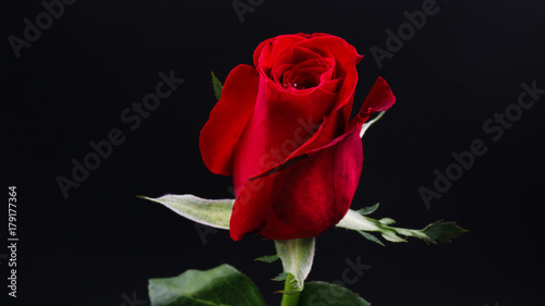 Fototapeta Naklejka Na Ścianę i Meble -  Pretty Dark red rose on black background