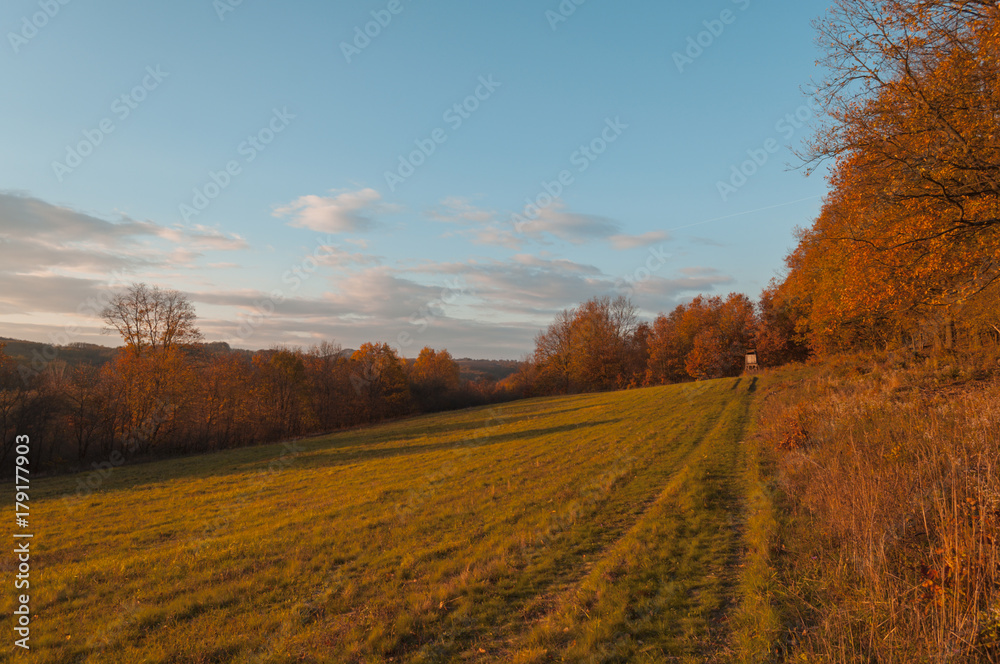 nature autumn color forest meadow walking outdoor