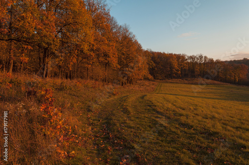 nature autumn color forest meadow walking outdoor