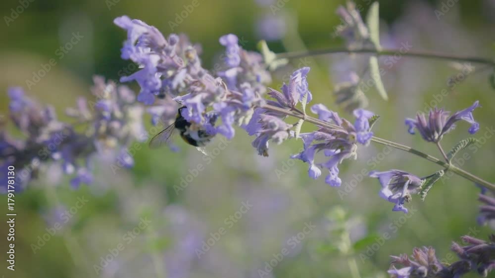 Bumblebee on blue flower slices nectar. Humblebee flies from one flower to another on blooming meadow. Day steadicam v-log shot. Flying bumblebee on flower. Bumblebee is drinking flower nectar.