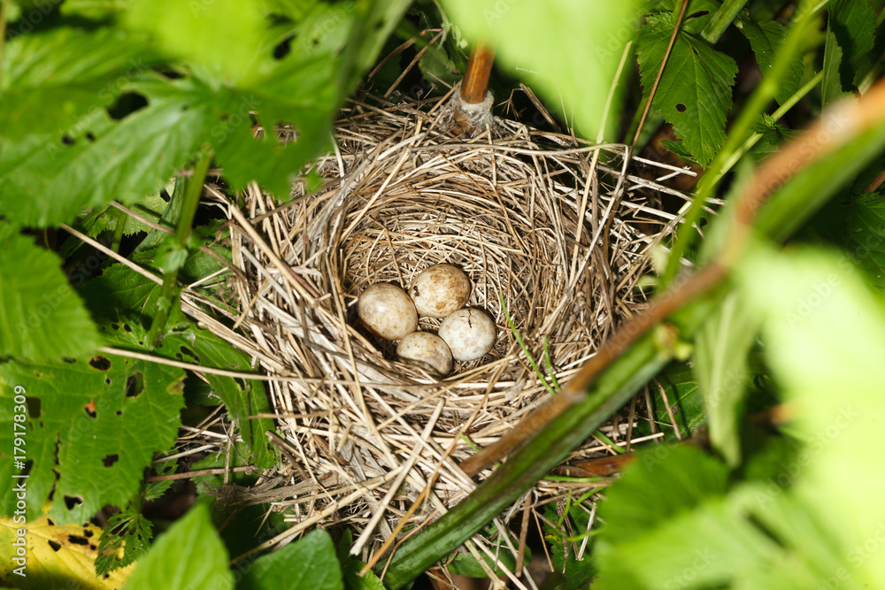 Sylvia borin. The nest of the Garden Warbler in nature. Sylvia borin. The nest of the Garden Warbler in nature.