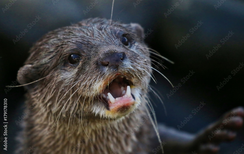 Otter Otter