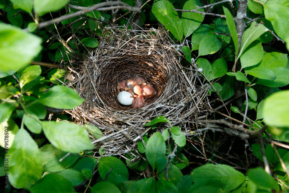 Sylvia nisoria. The nest of the Barred Warbler in nature. Sylvia nisoria. The nest of the Barred Warbler in nature.