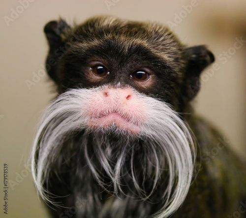 Emperor Tamarin Monkey
