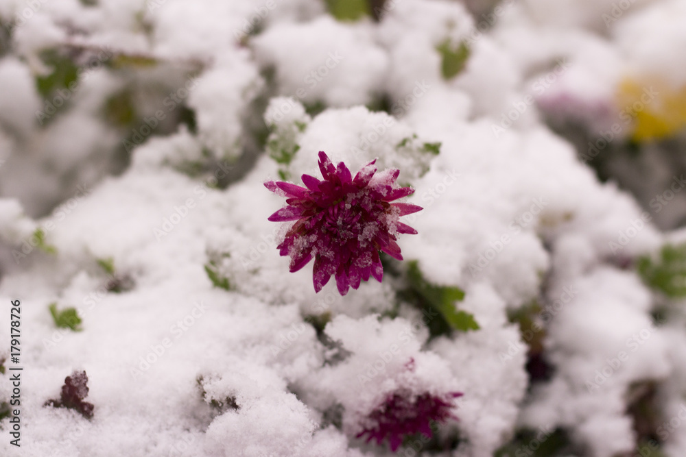 Purple chrysanthemum under the first snow Purple chrysanthemum under the first snow