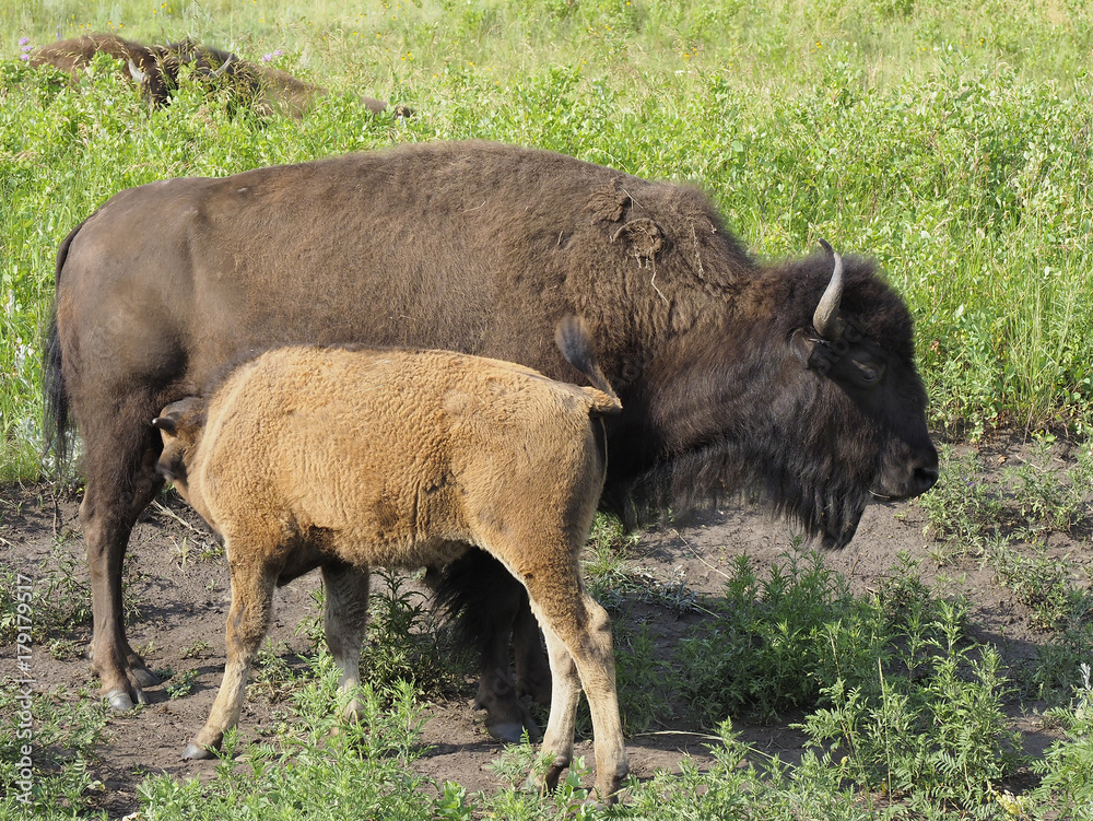 Buffalo Calf and It's Mother North Dakota Buffalo Calf and It's Mother North Dakota
