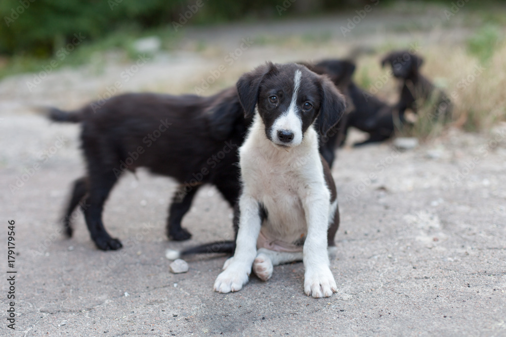 Hungry and sad stray dog homeless puppies