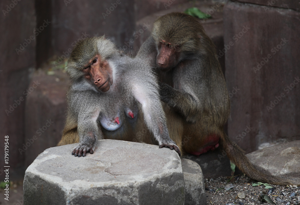 Naklejka premium Monkey family