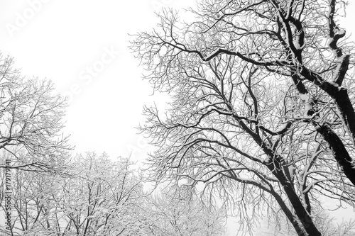 Winter mood: Tree branches covered with heavy snow