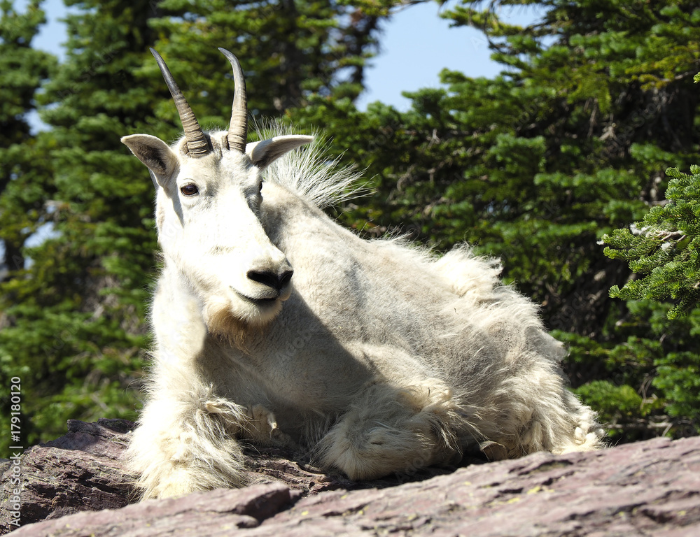 Closeup of Male Mountain Goat in Glacier National Park Closeup of Male Mountain Goat in Glacier National Park