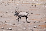 Gemsbock - Namibia - Wilde Tiere
