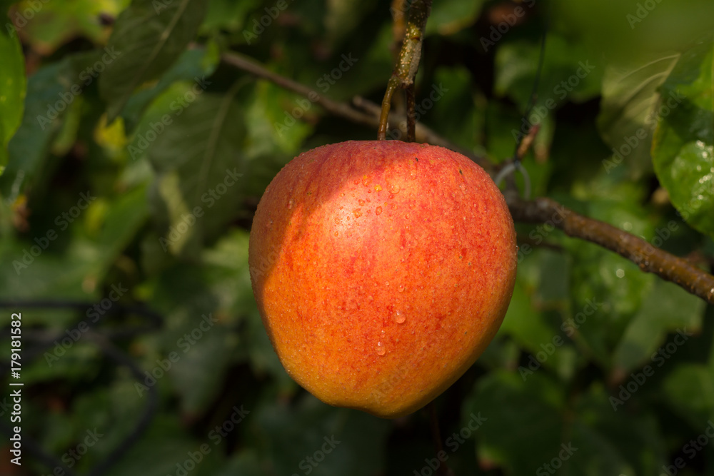 Ripe organic apple Braeburn on apple tree Ripe organic apple Braeburn on apple tree