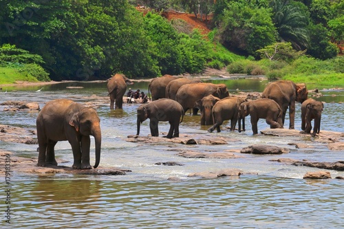 Elephants in the river in Sri Lanka