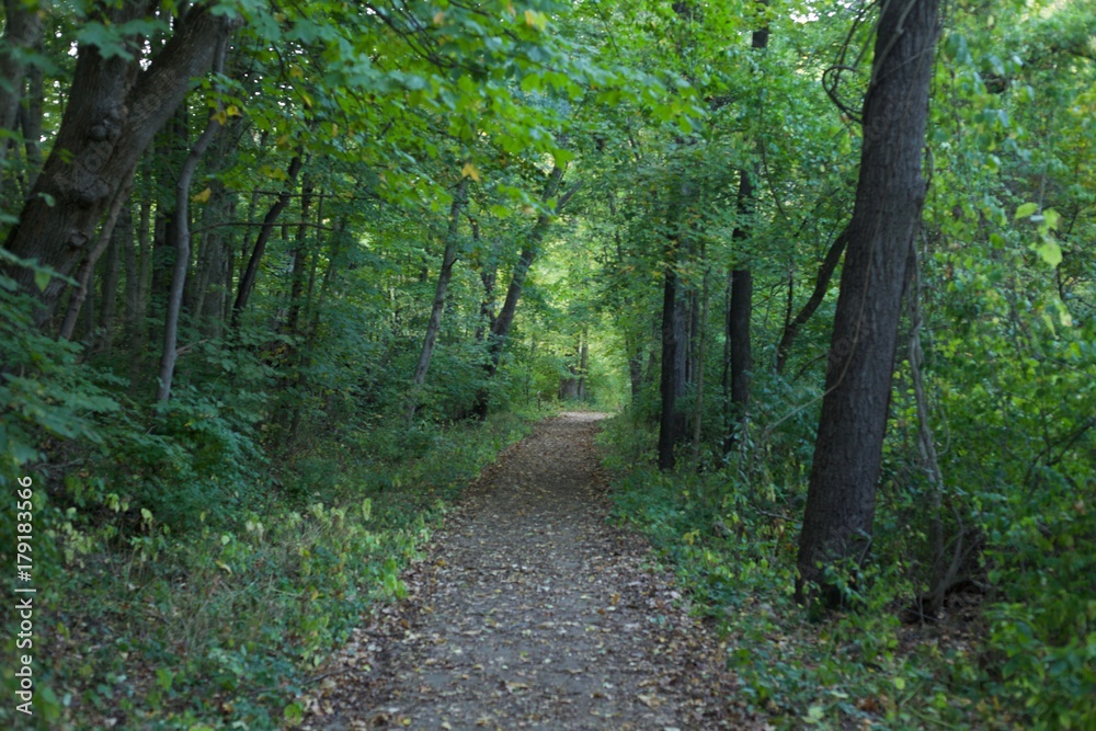 Green trees and plants surrounding a north bound walking path, walkway through the woods Green trees and plants surrounding a north bound walking path, walkway through the woods