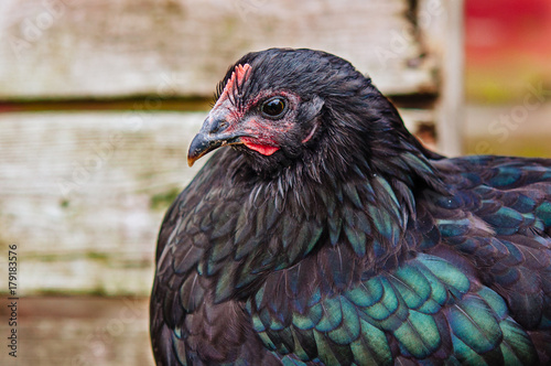 close up of hen with black and green feathers photo