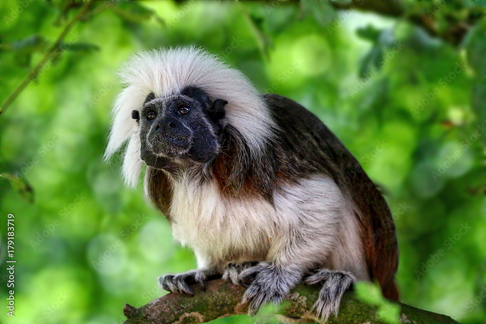 Cotton Top Tamarin Cotton Top Tamarin