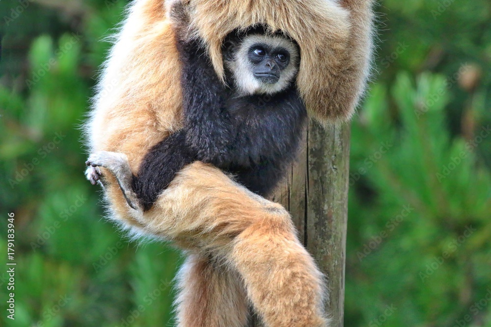 Fototapeta premium White Handed Gibbon