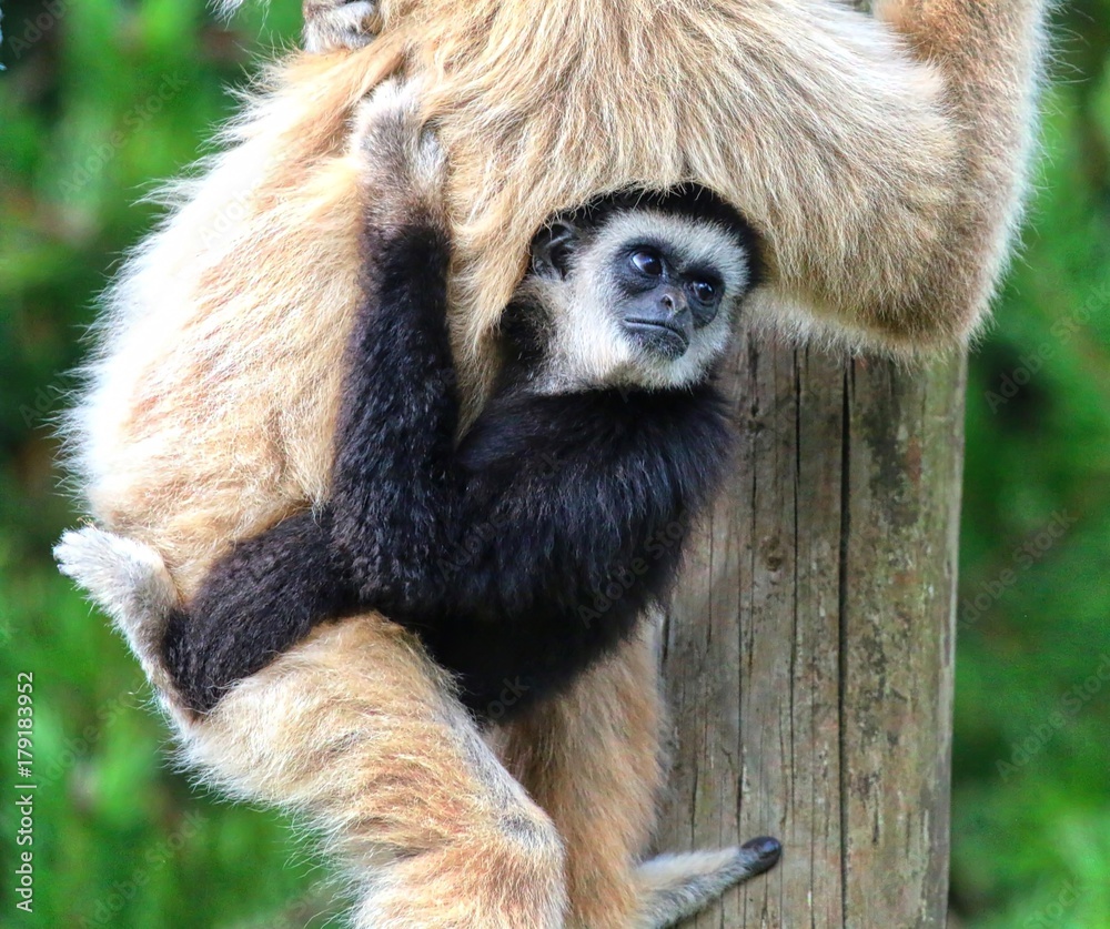 Naklejka premium White Handed Gibbon