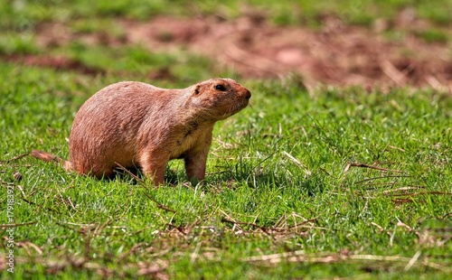 Prairie Dog