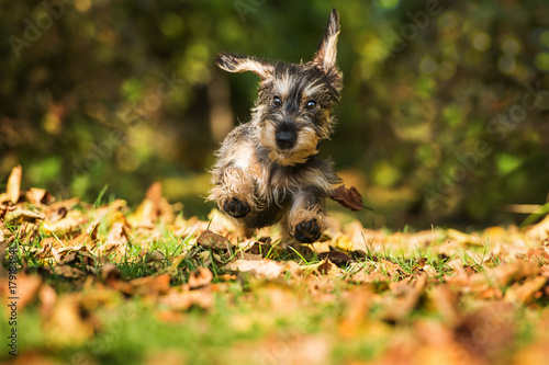 Fototapeta Naklejka Na Ścianę i Meble -  Rennender Dackelwelpe