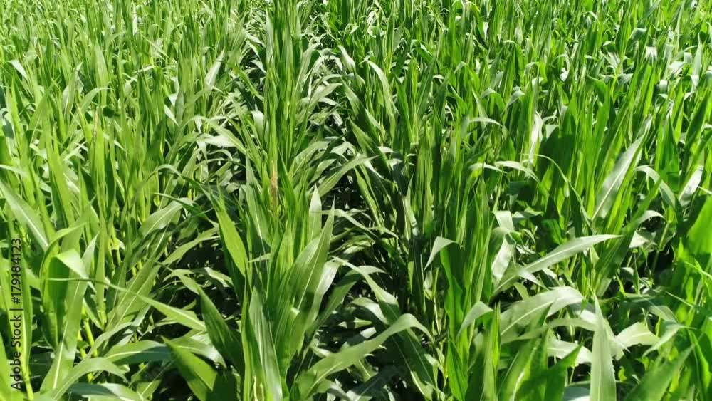 Low altitude aerial over green corn field showing large leafs maize has become staple food in many parts of world with total production surpassing that of wheat or rice 4k high quality resolution Low altitude aerial over green corn field showing large leafs maize has become staple food in many parts of world with total production surpassing that of wheat or rice 4k high quality resolution
