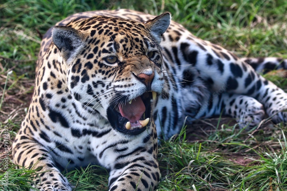 Obraz premium Leopard