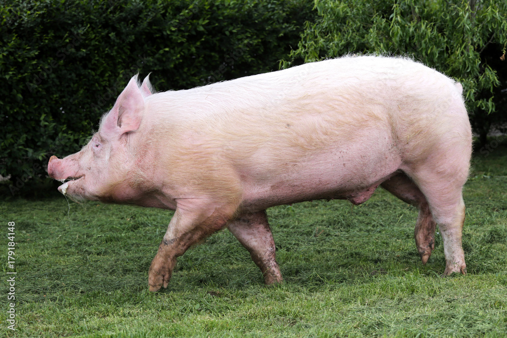 Pink hairy pig runs on the pasture Pink hairy pig runs on the pasture