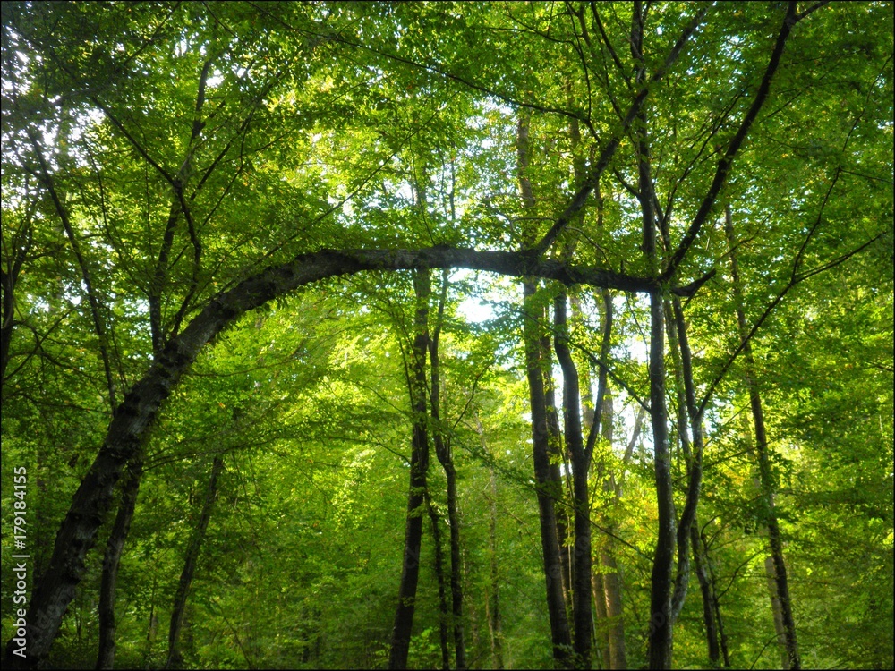 Obraz premium arbre tordu