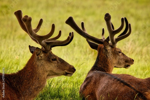 Stags