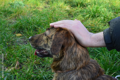 the owner is stroking the head of a mongrel dog in profile on a green meadow grass background