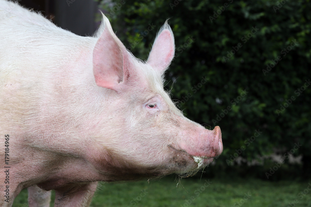 Extreme head shot portrait of a domestic pig sow summertime outdoors Extreme head shot portrait of a domestic pig sow summertime outdoors